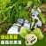 台湾释迦果树苗佛头果洋菠萝唛螺陀番荔枝果苗树南方种植嫁