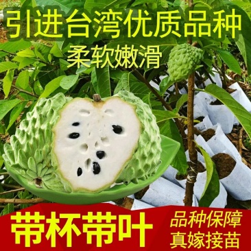 台湾释迦果树苗佛头果洋菠萝唛螺陀番荔枝果苗树南方种植嫁