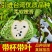 台湾释迦果树苗佛头果洋菠萝唛螺陀番荔枝果苗树南方种植嫁