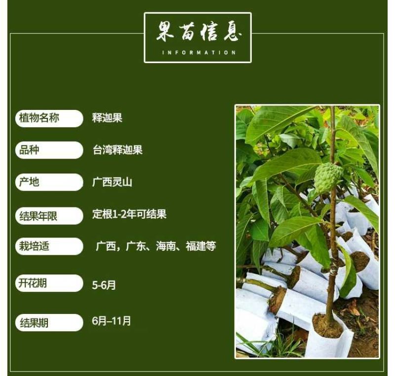 台湾释迦果树苗佛头果洋菠萝唛螺陀番荔枝果苗树南方种植嫁