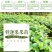 台湾释迦果树苗佛头果洋菠萝唛螺陀番荔枝果苗树南方种植嫁