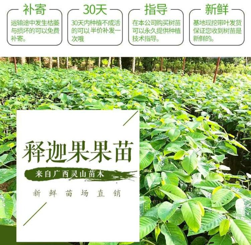 台湾释迦果树苗佛头果洋菠萝唛螺陀番荔枝果苗树南方种植嫁