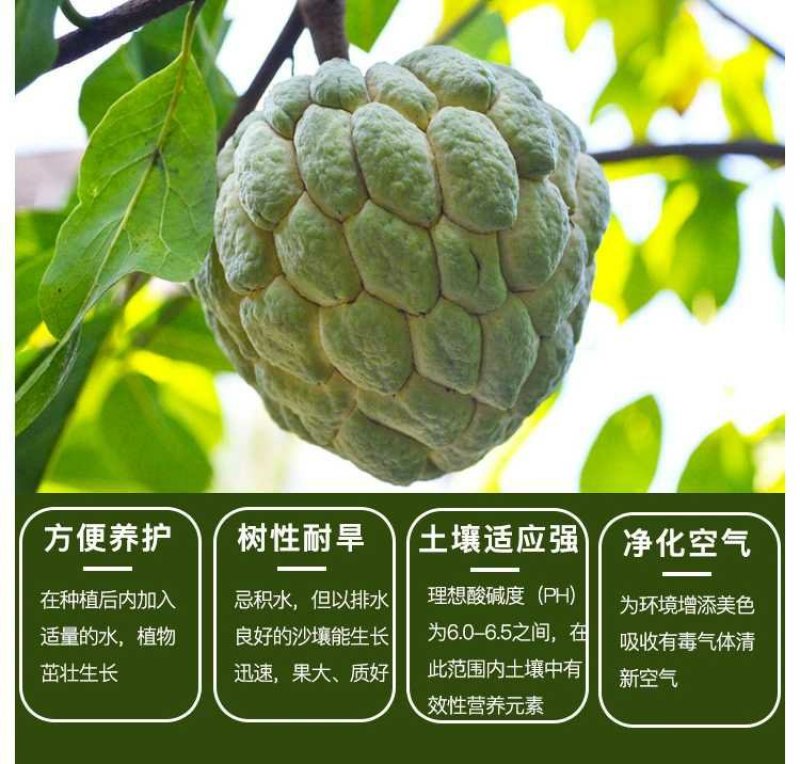 台湾释迦果树苗佛头果洋菠萝唛螺陀番荔枝果苗树南方种植嫁