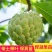 台湾释迦果树苗佛头果洋菠萝唛螺陀番荔枝果苗树南方种植嫁