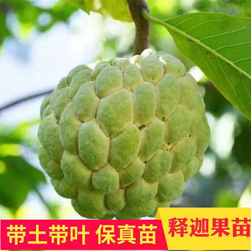 台湾释迦果树苗佛头果洋菠萝唛螺陀番荔枝果苗树南方种植嫁