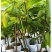 台湾释迦果树苗佛头果洋菠萝唛螺陀番荔枝果苗树南方种植嫁