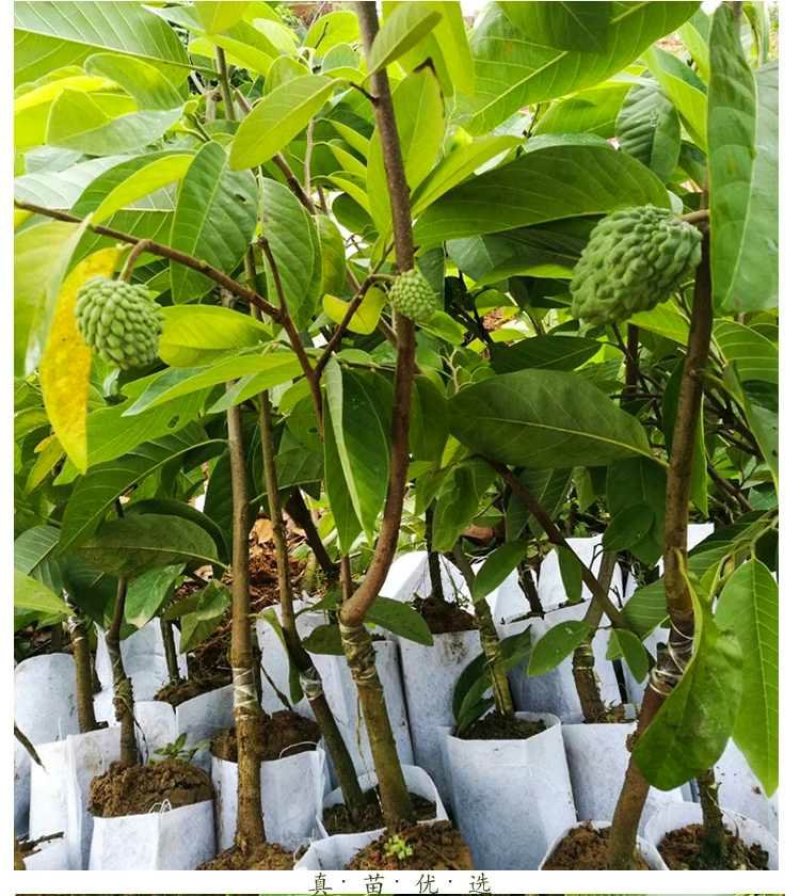 台湾释迦果树苗佛头果洋菠萝唛螺陀番荔枝果苗树南方种植嫁