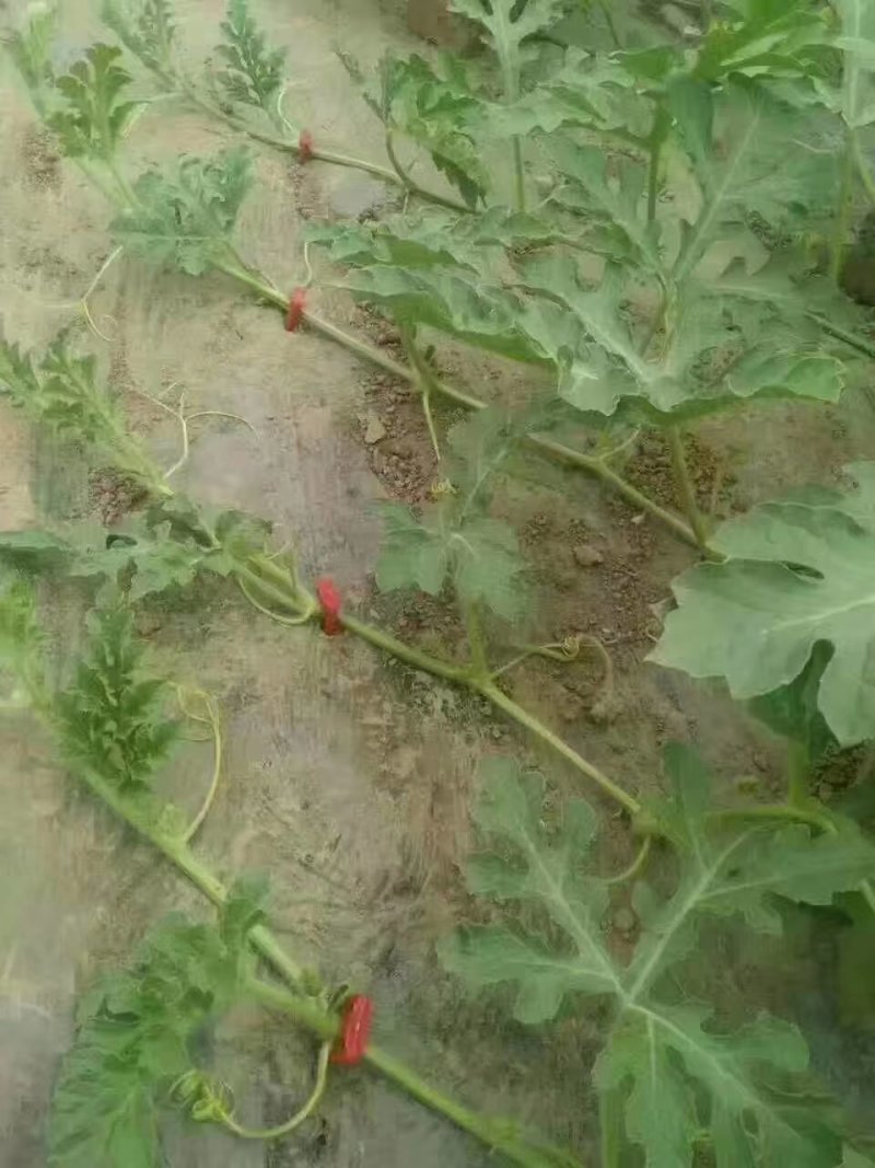 西瓜压蔓器！！！！！！