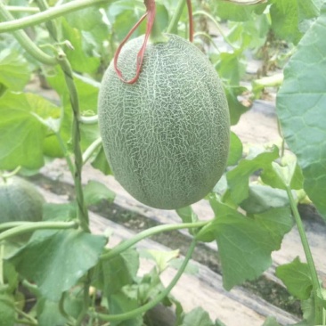 西周蜜