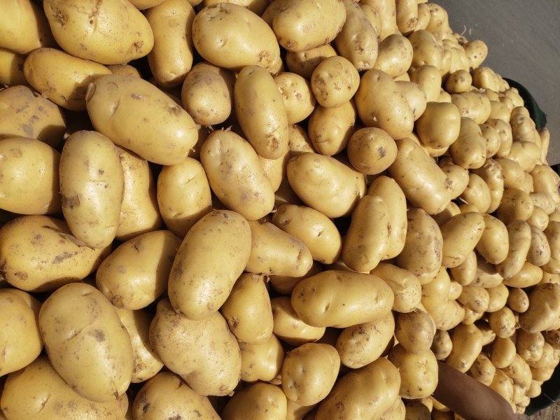 新鲜土豆大量上市荷兰15号土豆2两以上