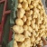 新鲜土豆大量上市荷兰15号土豆2两以上