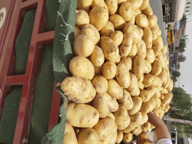 新鲜土豆大量上市荷兰15号土豆2两以上