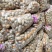 新鲜土豆大量上市荷兰15号土豆2两以上