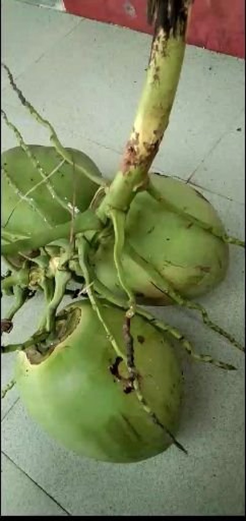 椰子
