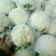 花菜,实花颜色白净,紧实。。。。。。。。