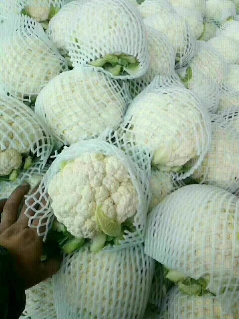 花菜，实花颜色白净，紧实。。。。。。。。