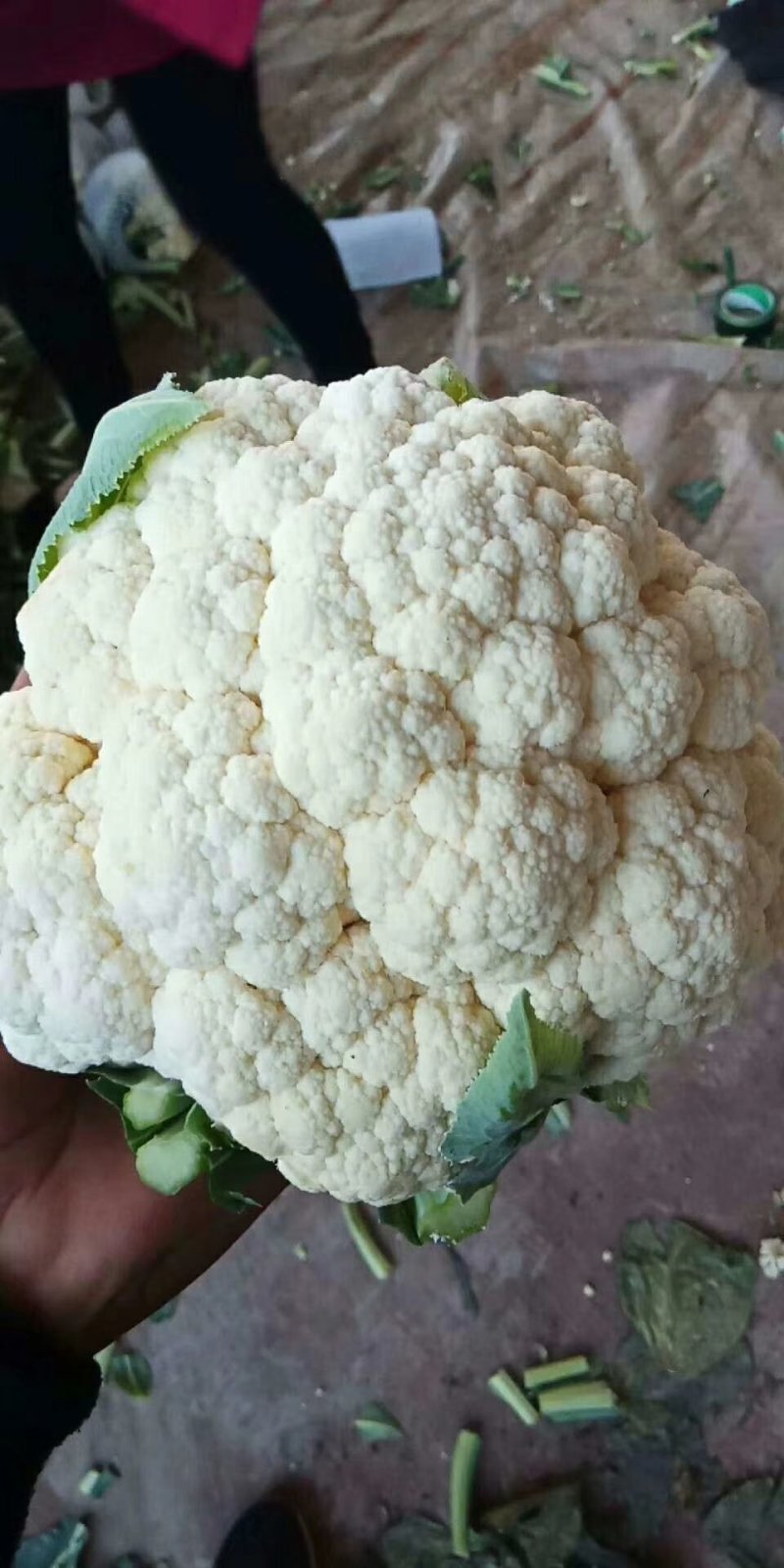 花菜，实花颜色白净，紧实。。。。。。。。