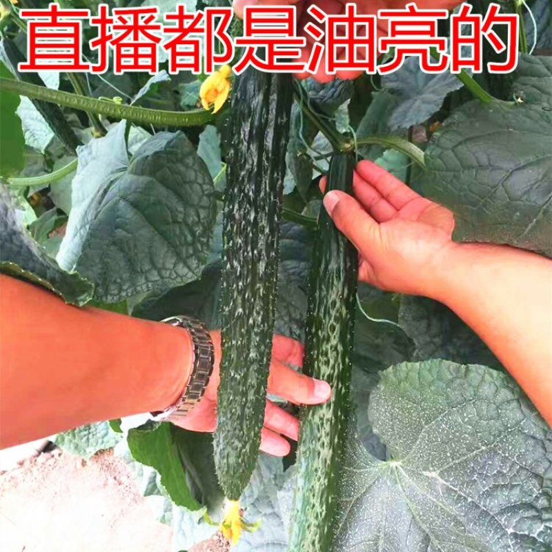 杂交黄瓜种子中农106油亮型耐高温高湿高产抗病密刺