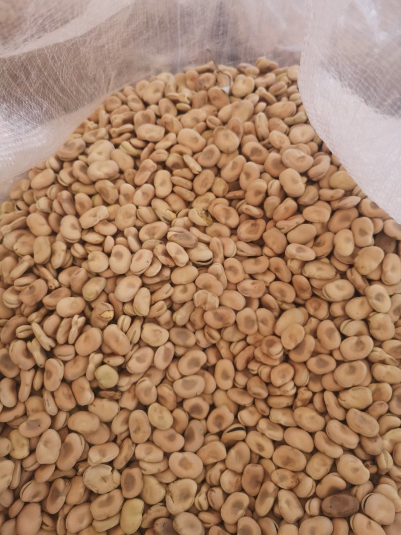 2024年新豆