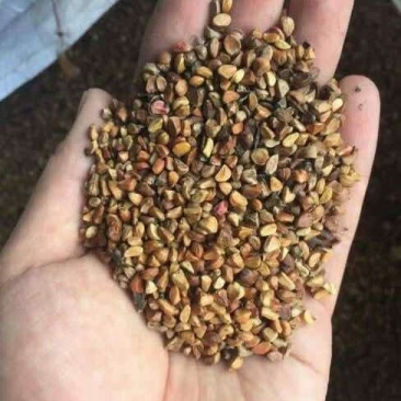 黄刺玫《种子》辽宁产。籽粒饱满。种子个大。苗率好耐寒耐寒
