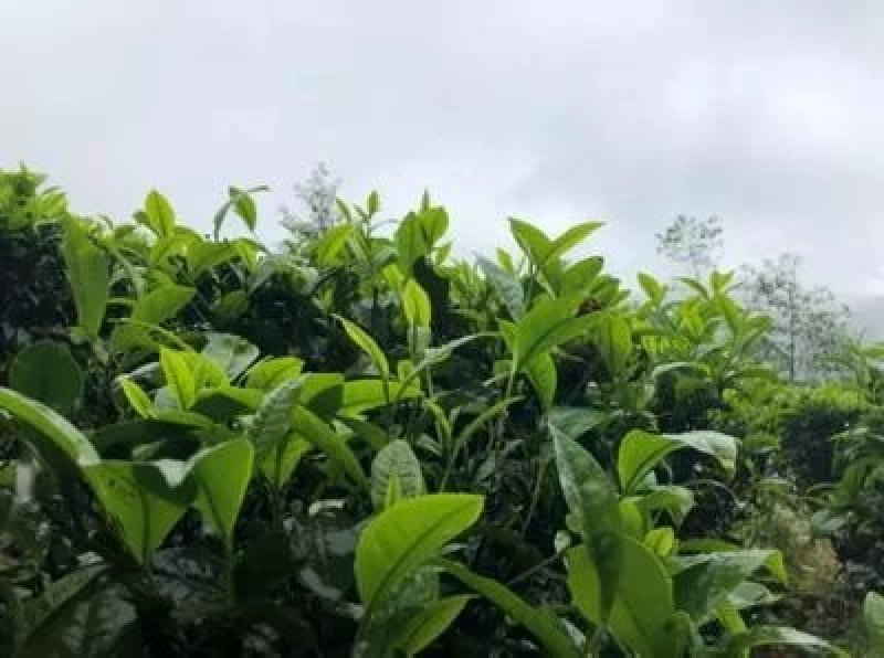 土地出租，最适合油樟生长的山地