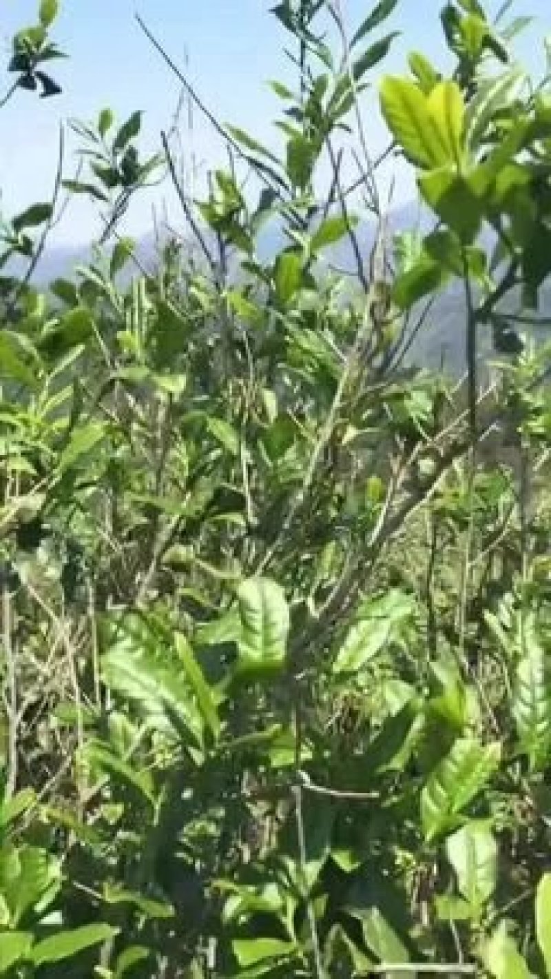 土地出租，最适合油樟生长的山地