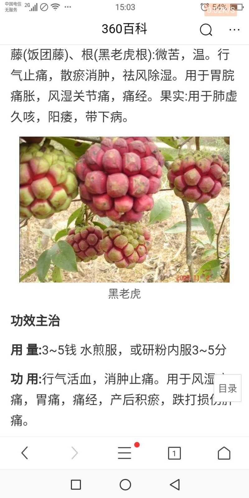 土地出租，最适合油樟生长的山地