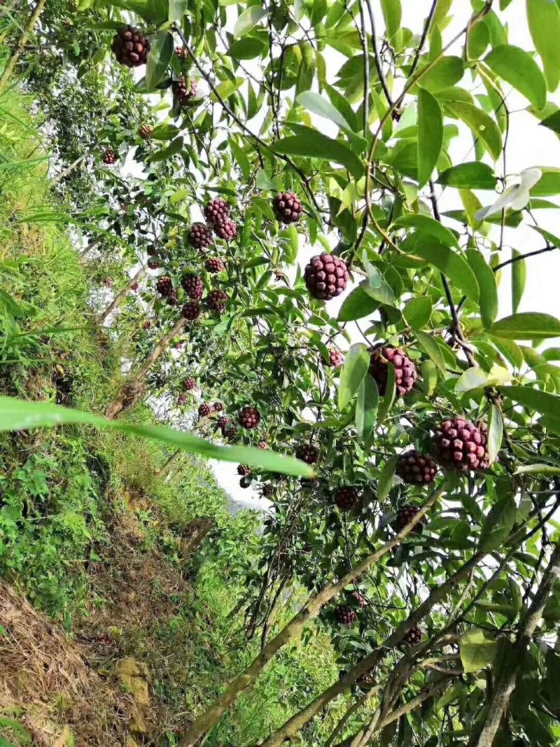 土地出租，最适合油樟生长的山地