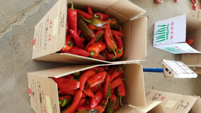 【诚信商家】精品红泡椒无马纹有光度质量保证产地直供