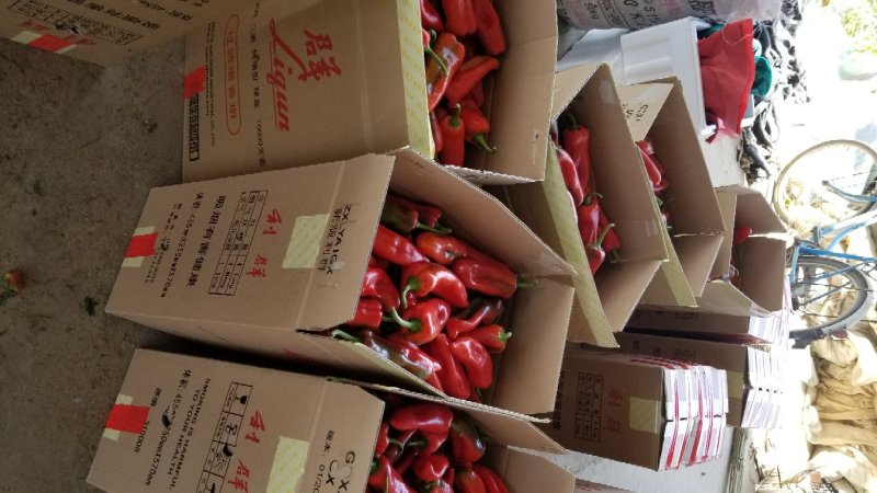 【诚信商家】精品红泡椒无马纹有光度质量保证产地直供