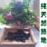 中药材熟地黄，产地直供特级精品手捡大货高含量