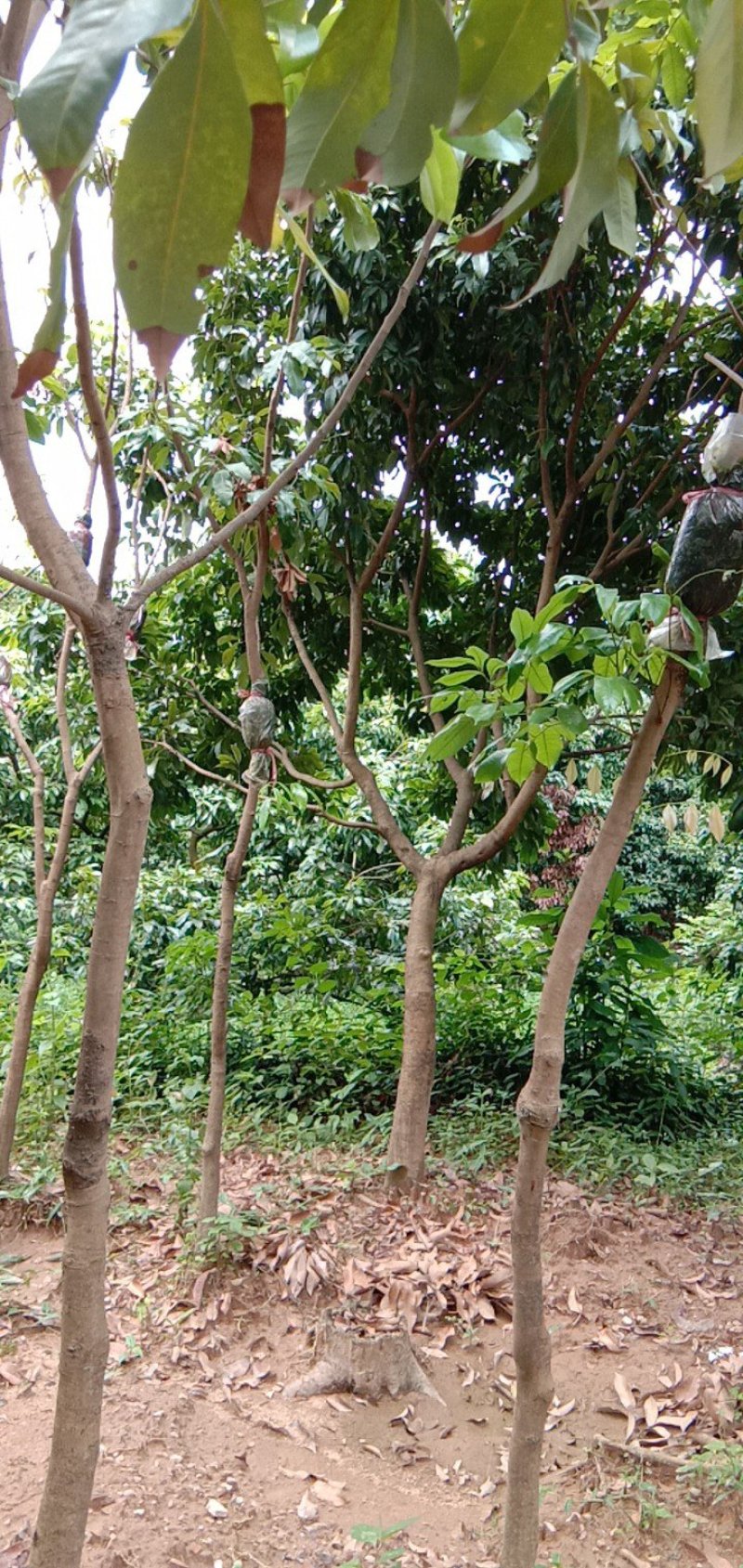 广东仙进奉荔枝苗，花园种植，当年结果大量供应品质保障