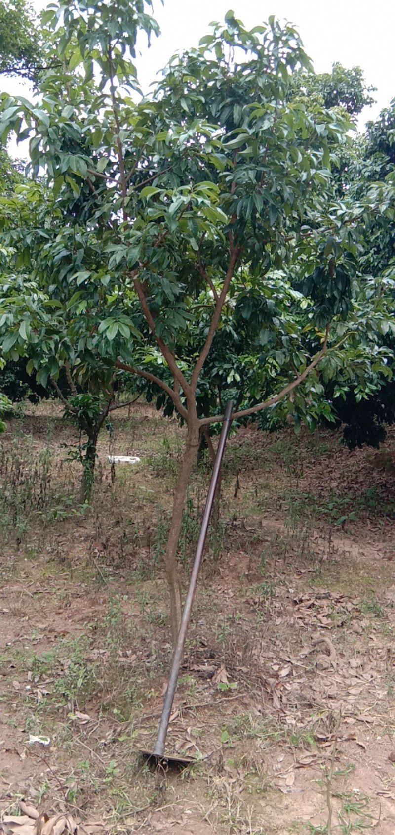 广东仙进奉荔枝苗，花园种植，当年结果大量供应品质保障