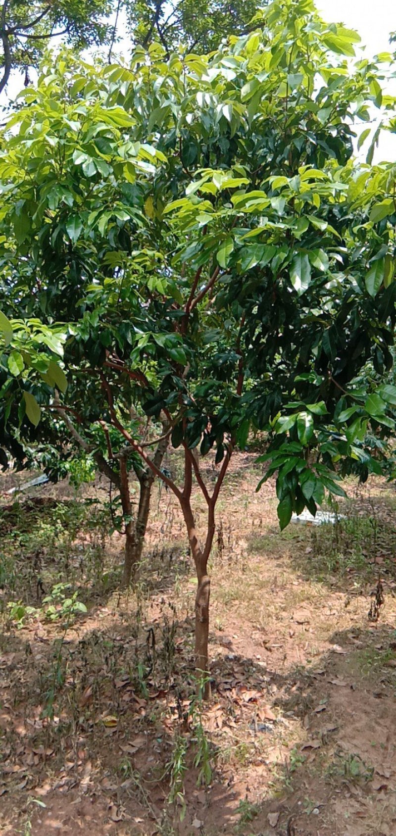广东仙进奉荔枝苗，花园种植，当年结果大量供应品质保障