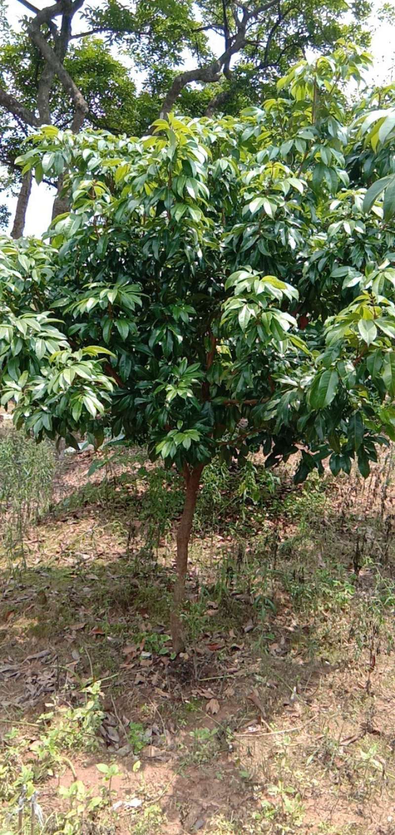 广东仙进奉荔枝苗，花园种植，当年结果大量供应品质保障