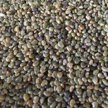 猪屎豆种子园林绿化草籽种子亩用量6斤种子