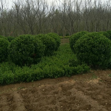 大量出售50冠幅—2米冠幅大叶黄杨球