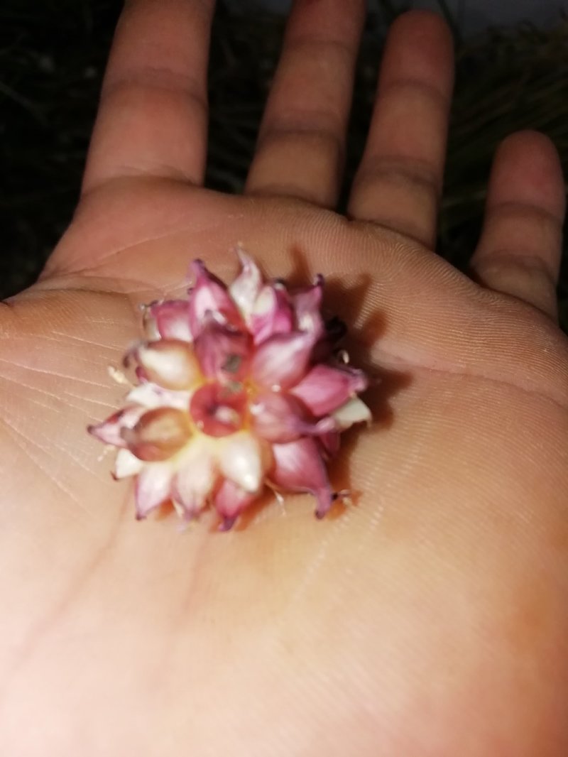 野葱