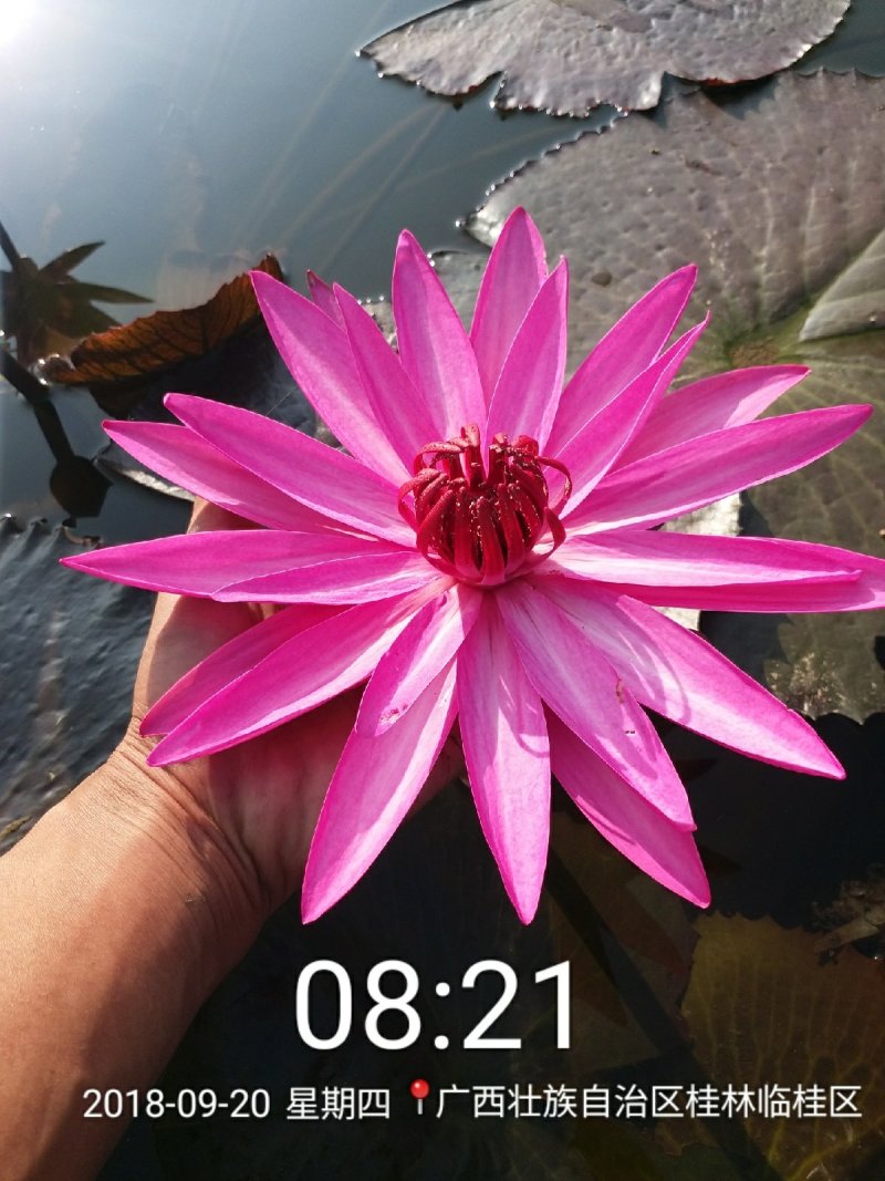 睡莲，印度红莲，花直径30公分左右，产地直销