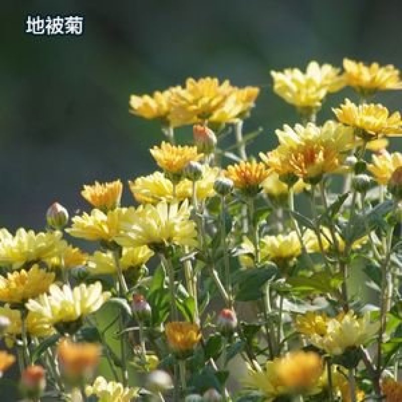 地被菊种子棚栽园艺花卉种子亩用量4斤种子