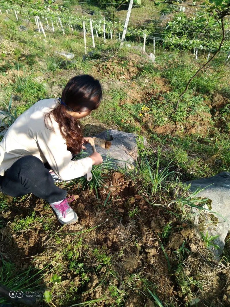 野葱