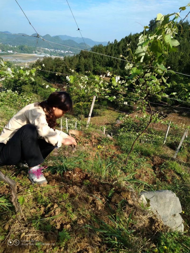 野葱