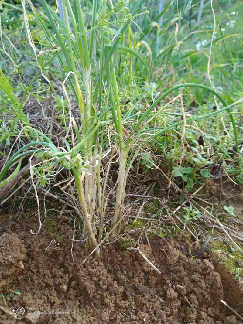 野葱