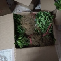 冬青苗床苗高10~20公分【包邮】自家苗圃价格公道