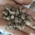 川牛膝统货甜川牛膝无硫加工关书药业批发中药材