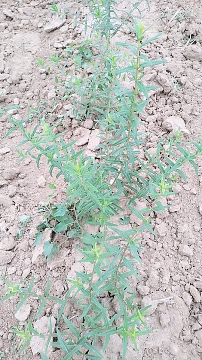 黄芩种植基地