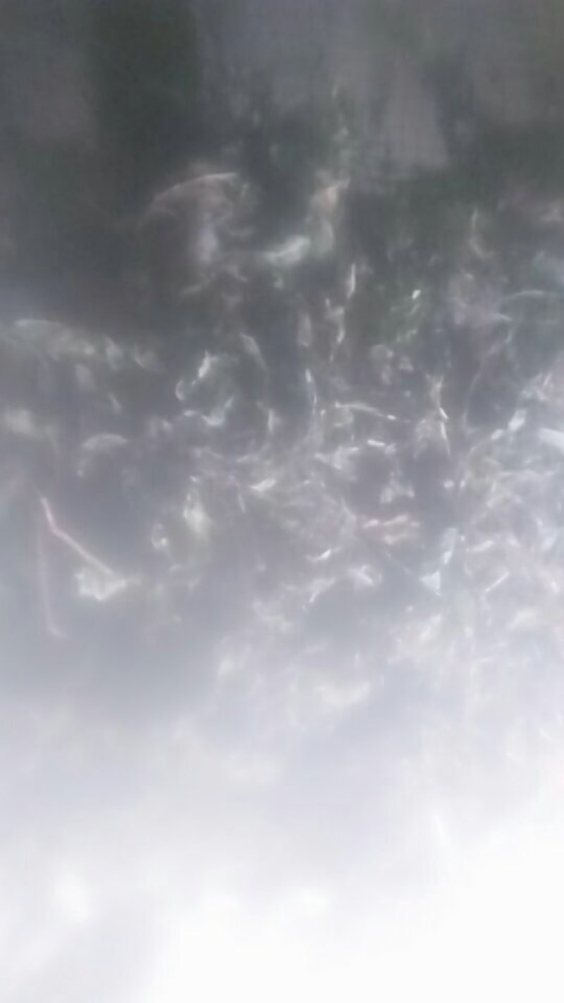 干蒲公英带根