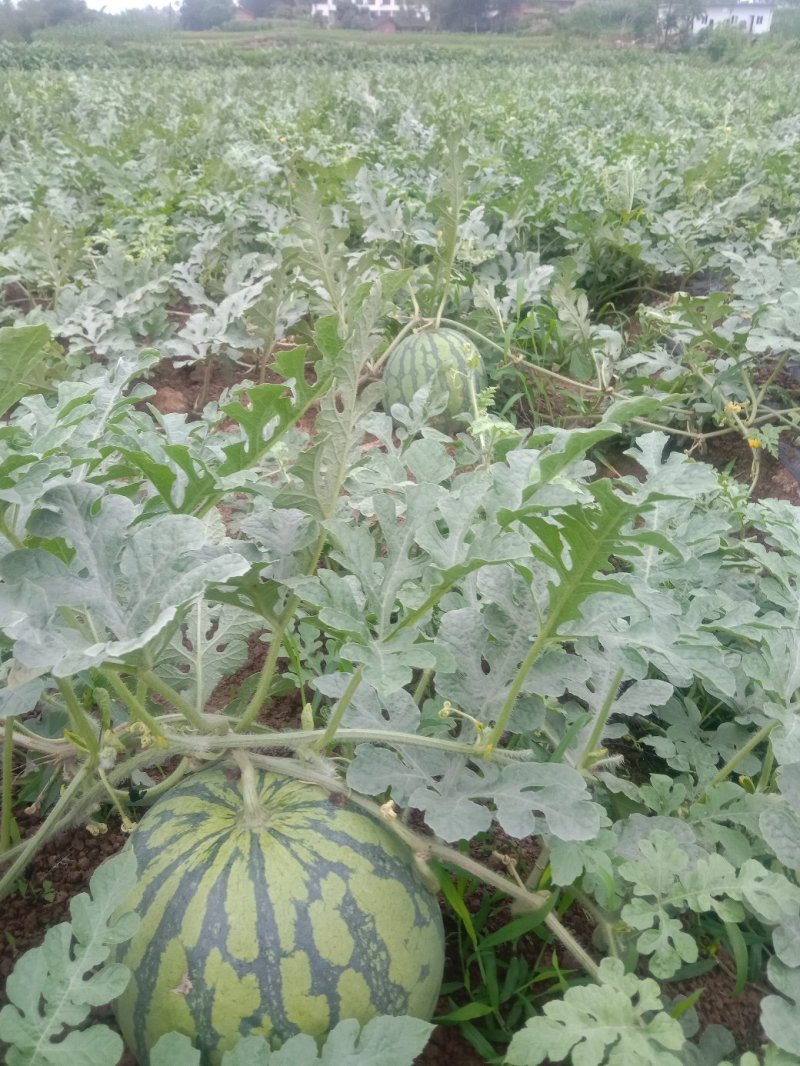 8424西瓜，全自生苗，美都西瓜，又甜又脆