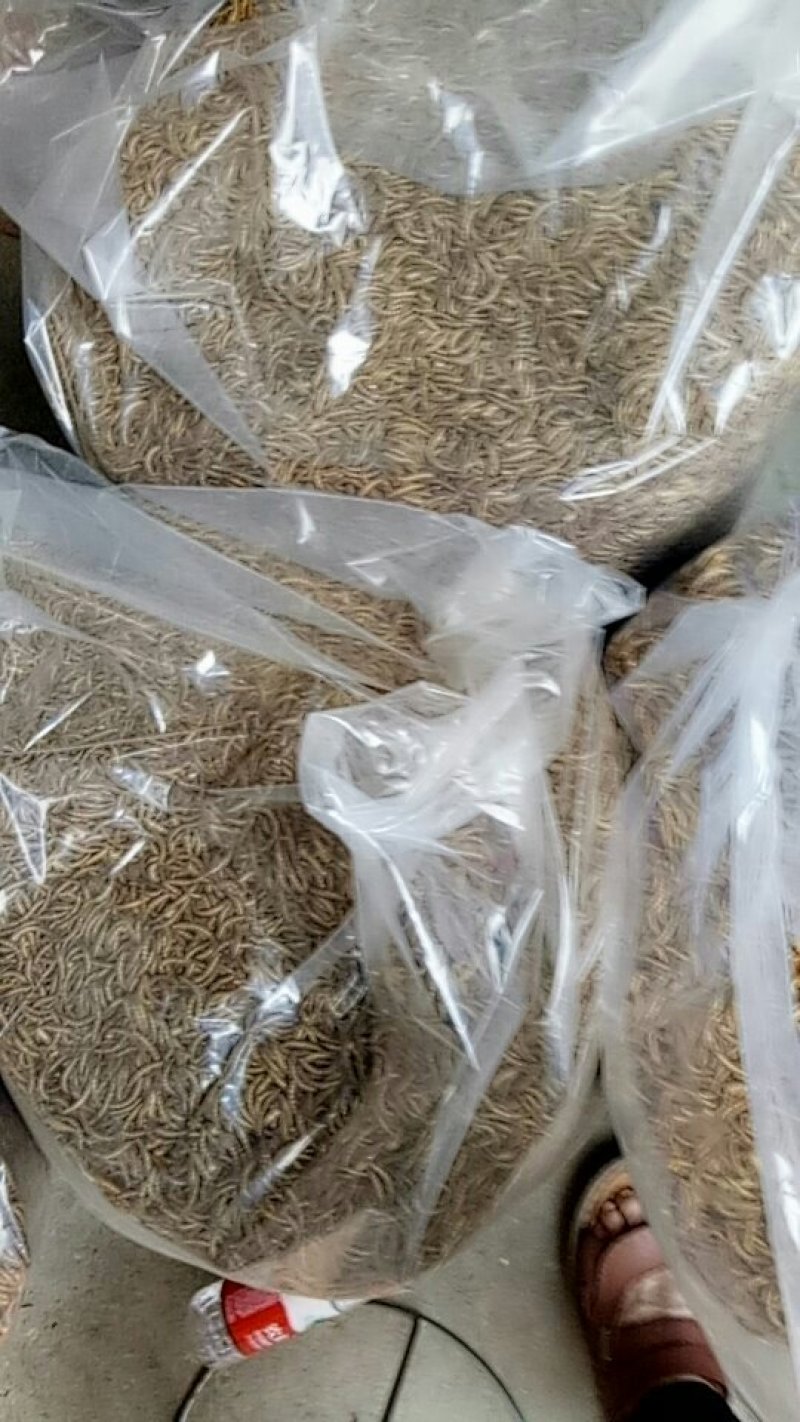 优质黄粉虫
