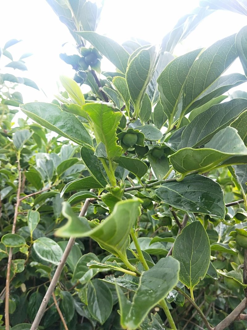 柿子树，甜柿子树，日本脆柿